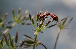 brown insect on green grass landscape