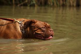 dog swims in green water