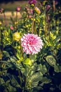 dahlia blooming in the garden