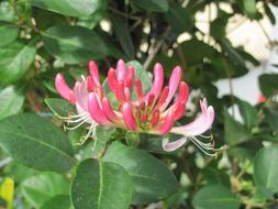 tropical red plant