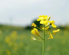 yellow flower on a green stem landscape