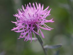 pink flower fluffy landscape view