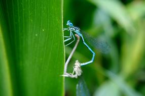 blue dragonfly on the foliage