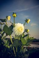 dahlia white garden blooms