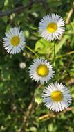 white daisies grass landscape