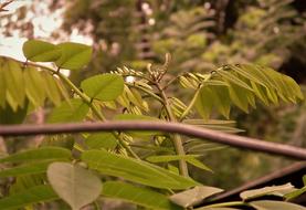 branch leaves garden