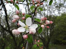 spring flowers beautiful landscape