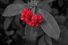 red berries on a black background