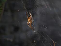 spiders on a big web