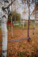 beautiful autumn in the birches