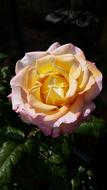 a beautiful rosebud in the garden