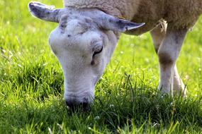 sheep and grass food