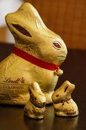 golden candy hare