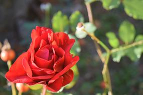 The red rose is gorgeous.