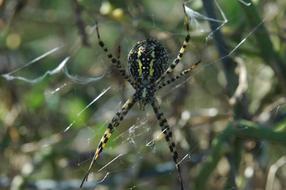 big poisonous spider