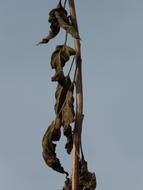 dried wood plants