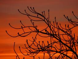 orange sunset by the trees