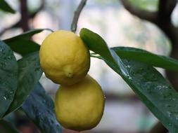 wonderful Lemon Citrus