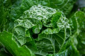 green plant as healthy food