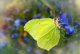 beautiful Sulphur Butterfly