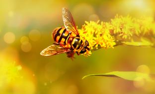 closeup view of bee Gnilun Bzygowate Insect