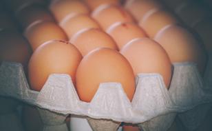 Chicken Eggs