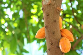 Tree Tropical Fruit