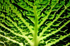 macro photo of savoy cabbage leaf