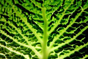 macro photo of savoy cabbage leaf