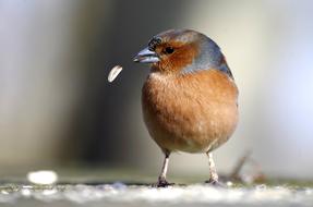 nice Chaffinch Bird