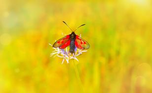 Close-up of the colorful and beautiful, patterned butterfly on the colorful flower, on the colorful field in light