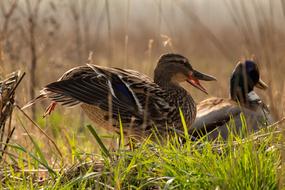 Nature Green ducks