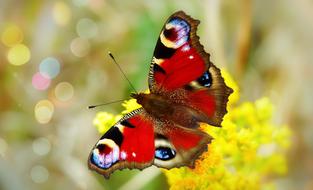 beautiful butterfly peacock on a muddy background, close-up