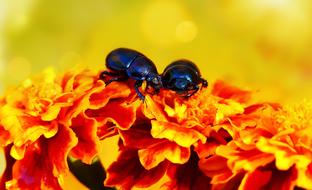 Beetles Forest Insects