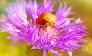 yellow snail in purple flower