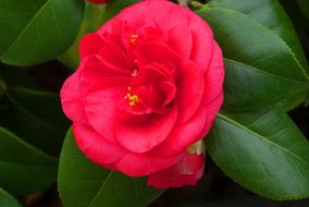 red Camellia Flower