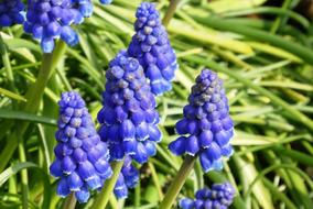 Muscari Botryoides Plant