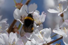 wonderful bumblebee on Spring flowers