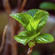 Mint Herb