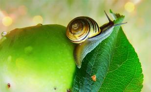 beautiful striped snail on a green apple, close-up