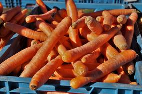 Carrots Fresh