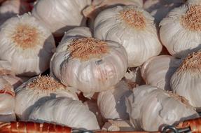Garlic Herb