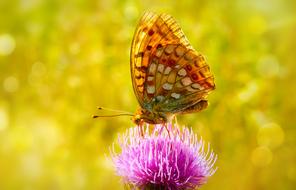 Close-up of the colorful, beautiful and patterned butterfly, on the pink thistle flower, at blurred background with bokeh lights