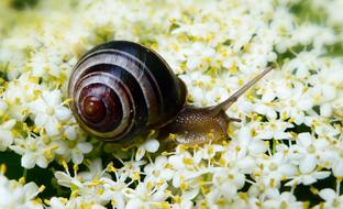 Close-up of the snail on a lush white inflorescence