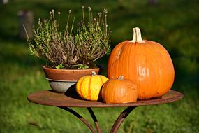 Pumpkin Vegetable Food on table