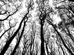 wonderful forest trees silhouette