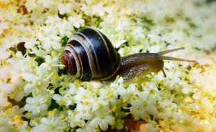 small Snail with striped shell crawling on flowers