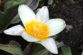 white yellow flower on a tulip tree