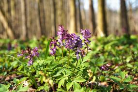 Dymnivka Hollow Purple flower