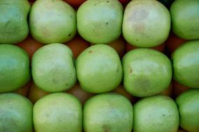 even rows of green apples close up